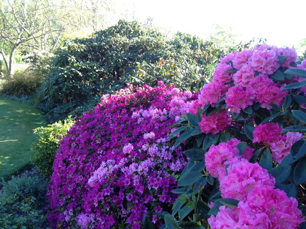 Hotel Rhododendron Garden Christchurch Pokoj fotografie